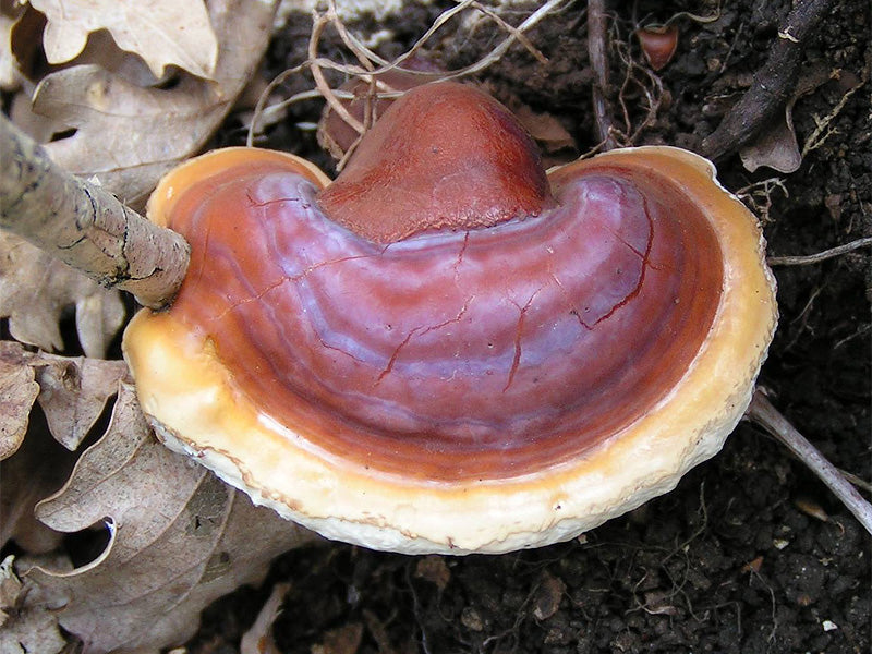 Reishi Mushroom (2oz)