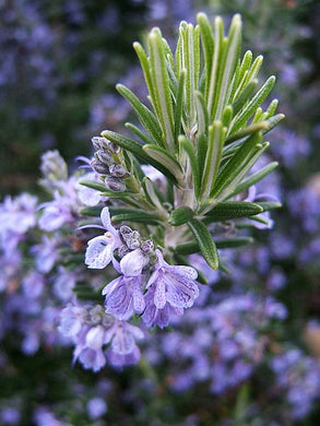 Rosemary (2oz) - Wholesale