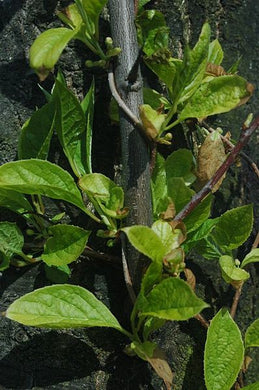 Schizandra (2oz) - Wholesale
