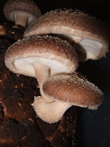 Shiitake Mushroom (2oz)