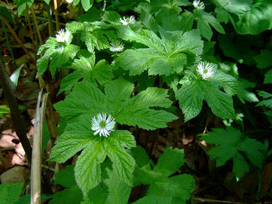 Goldenseal Root (2oz) - Wholesale